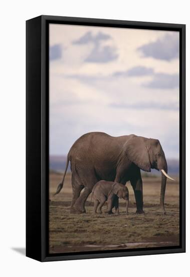 Baby and Mother Elephants-DLILLC-Framed Stretched Canvas