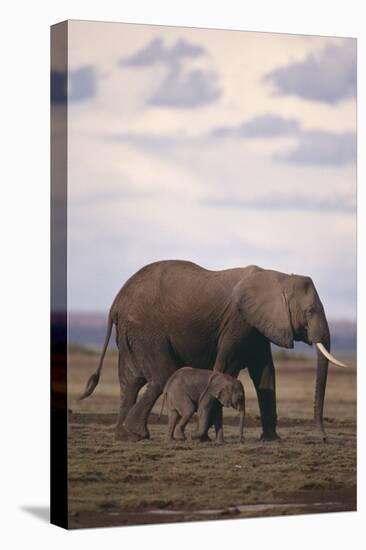 Baby and Mother Elephants-DLILLC-Stretched Canvas