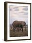 Baby and Mother Elephants-DLILLC-Framed Photographic Print