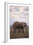 Baby and Mother Elephants-DLILLC-Framed Photographic Print