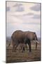 Baby and Mother Elephants-DLILLC-Mounted Photographic Print