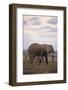 Baby and Mother Elephants-DLILLC-Framed Photographic Print
