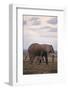 Baby and Mother Elephants-DLILLC-Framed Photographic Print