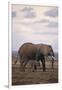 Baby and Mother Elephants-DLILLC-Framed Photographic Print