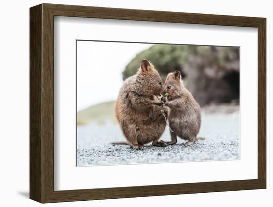 Baby and Mum Quokka Eating Green Twigs. Cute Quokkas on Rottnest Island, Western Australia. Animal-Damian Lugowski-Framed Photographic Print