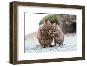 Baby and Mum Quokka Eating Green Twigs. Cute Quokkas on Rottnest Island, Western Australia. Animal-Damian Lugowski-Framed Photographic Print