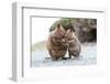 Baby and Mum Quokka Eating Green Twigs. Cute Quokkas on Rottnest Island, Western Australia. Animal-Damian Lugowski-Framed Photographic Print