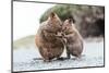 Baby and Mum Quokka Eating Green Twigs. Cute Quokkas on Rottnest Island, Western Australia. Animal-Damian Lugowski-Mounted Photographic Print