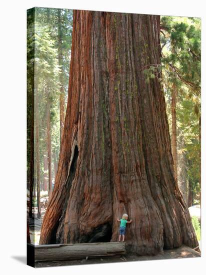 Baby and the Giant. Little Toddler Girl Hugging the Giant Sequoia. Man and the Nature Concept.-Anastasia Tveretinova-Stretched Canvas