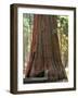 Baby and the Giant. Little Toddler Girl Hugging the Giant Sequoia. Man and the Nature Concept.-Anastasia Tveretinova-Framed Photographic Print