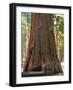 Baby and the Giant. Little Toddler Girl Hugging the Giant Sequoia. Man and the Nature Concept.-Anastasia Tveretinova-Framed Photographic Print