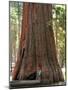 Baby and the Giant. Little Toddler Girl Hugging the Giant Sequoia. Man and the Nature Concept.-Anastasia Tveretinova-Mounted Photographic Print