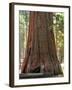 Baby and the Giant. Little Toddler Girl Hugging the Giant Sequoia. Man and the Nature Concept.-Anastasia Tveretinova-Framed Photographic Print