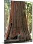 Baby and the Giant. Little Toddler Girl Hugging the Giant Sequoia. Man and the Nature Concept.-Anastasia Tveretinova-Mounted Photographic Print