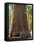 Baby and the Giant. Little Toddler Girl Hugging the Giant Sequoia. Man and the Nature Concept.-Anastasia Tveretinova-Framed Stretched Canvas