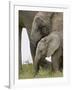 Baby and Young African Elephant, Addo Elephant National Park-James Hager-Framed Photographic Print