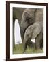 Baby and Young African Elephant, Addo Elephant National Park-James Hager-Framed Photographic Print