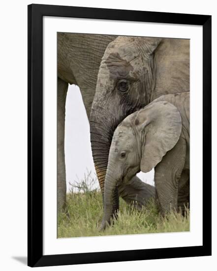 Baby and Young African Elephant, Addo Elephant National Park-James Hager-Framed Photographic Print