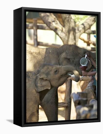 Baby Asian Elephants Being Fed, Uda Walawe Elephant Transit Home, Sri Lanka, Asia-Peter Barritt-Framed Stretched Canvas