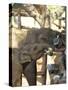 Baby Asian Elephants Being Fed, Uda Walawe Elephant Transit Home, Sri Lanka, Asia-Peter Barritt-Stretched Canvas