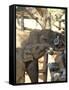 Baby Asian Elephants Being Fed, Uda Walawe Elephant Transit Home, Sri Lanka, Asia-Peter Barritt-Framed Stretched Canvas