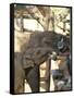 Baby Asian Elephants Being Fed, Uda Walawe Elephant Transit Home, Sri Lanka, Asia-Peter Barritt-Framed Stretched Canvas