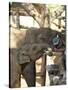 Baby Asian Elephants Being Fed, Uda Walawe Elephant Transit Home, Sri Lanka, Asia-Peter Barritt-Stretched Canvas