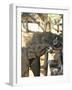 Baby Asian Elephants Being Fed, Uda Walawe Elephant Transit Home, Sri Lanka, Asia-Peter Barritt-Framed Photographic Print