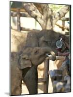 Baby Asian Elephants Being Fed, Uda Walawe Elephant Transit Home, Sri Lanka, Asia-Peter Barritt-Mounted Photographic Print