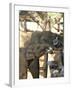 Baby Asian Elephants Being Fed, Uda Walawe Elephant Transit Home, Sri Lanka, Asia-Peter Barritt-Framed Photographic Print