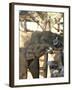 Baby Asian Elephants Being Fed, Uda Walawe Elephant Transit Home, Sri Lanka, Asia-Peter Barritt-Framed Photographic Print