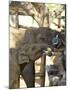 Baby Asian Elephants Being Fed, Uda Walawe Elephant Transit Home, Sri Lanka, Asia-Peter Barritt-Mounted Photographic Print