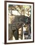 Baby Asian Elephants Being Fed, Uda Walawe Elephant Transit Home, Sri Lanka, Asia-Peter Barritt-Framed Photographic Print