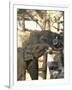 Baby Asian Elephants Being Fed, Uda Walawe Elephant Transit Home, Sri Lanka, Asia-Peter Barritt-Framed Photographic Print