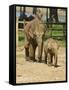Baby Asian Elephants, Uda Walawe Elephant Transit Home, Sri Lanka, Asia-Peter Barritt-Framed Stretched Canvas