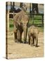 Baby Asian Elephants, Uda Walawe Elephant Transit Home, Sri Lanka, Asia-Peter Barritt-Stretched Canvas