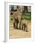 Baby Asian Elephants, Uda Walawe Elephant Transit Home, Sri Lanka, Asia-Peter Barritt-Framed Photographic Print