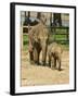 Baby Asian Elephants, Uda Walawe Elephant Transit Home, Sri Lanka, Asia-Peter Barritt-Framed Photographic Print