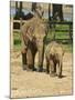 Baby Asian Elephants, Uda Walawe Elephant Transit Home, Sri Lanka, Asia-Peter Barritt-Mounted Photographic Print