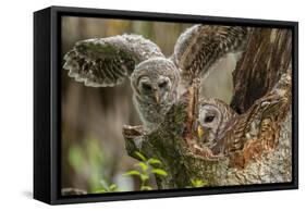 Baby Barred Owl Working around Nest in a Oak Tree Hammock, Florida-Maresa Pryor-Framed Stretched Canvas