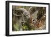Baby Barred Owl Working around Nest in a Oak Tree Hammock, Florida-Maresa Pryor-Framed Photographic Print