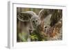 Baby Barred Owl Working around Nest in a Oak Tree Hammock, Florida-Maresa Pryor-Framed Photographic Print