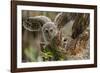 Baby Barred Owl Working around Nest in a Oak Tree Hammock, Florida-Maresa Pryor-Framed Photographic Print