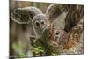 Baby Barred Owl Working around Nest in a Oak Tree Hammock, Florida-Maresa Pryor-Mounted Photographic Print