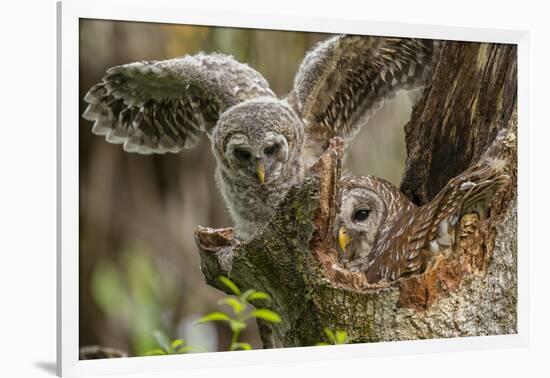 Baby Barred Owl Working around Nest in a Oak Tree Hammock, Florida-Maresa Pryor-Framed Photographic Print