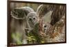 Baby Barred Owl Working around Nest in a Oak Tree Hammock, Florida-Maresa Pryor-Framed Photographic Print