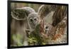 Baby Barred Owl Working around Nest in a Oak Tree Hammock, Florida-Maresa Pryor-Framed Photographic Print