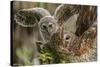 Baby Barred Owl Working around Nest in a Oak Tree Hammock, Florida-Maresa Pryor-Stretched Canvas