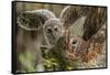 Baby Barred Owl Working around Nest in a Oak Tree Hammock, Florida-Maresa Pryor-Framed Stretched Canvas