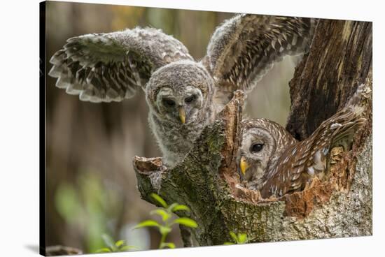 Baby Barred Owl Working around Nest in a Oak Tree Hammock, Florida-Maresa Pryor-Stretched Canvas